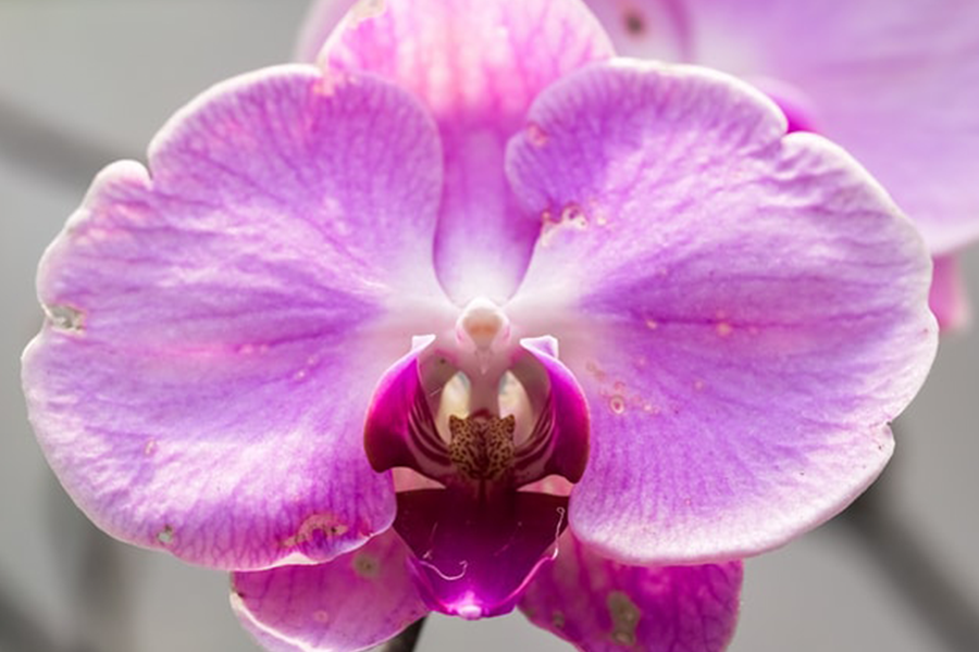 Orchid flowers