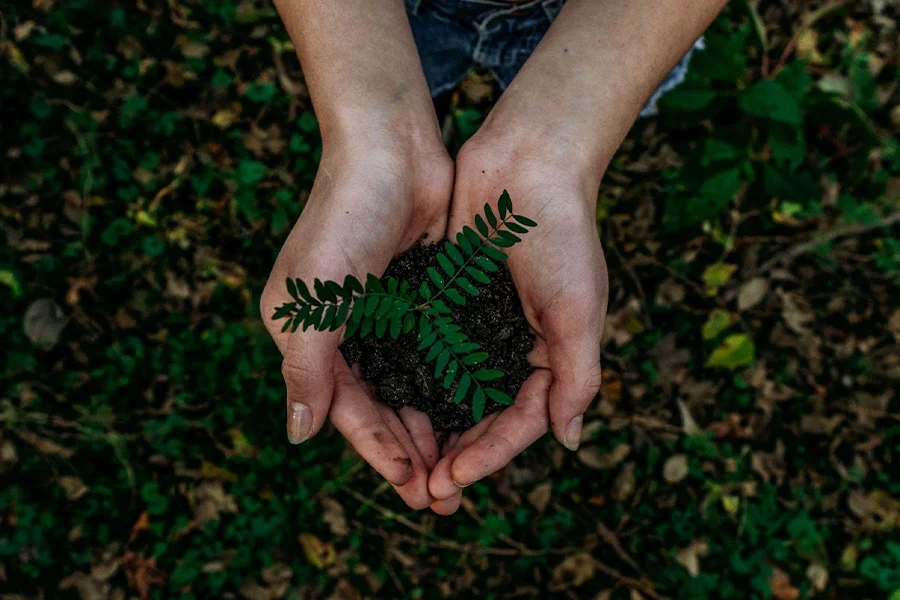 Woman holding a green-leafed seedling with dark soil