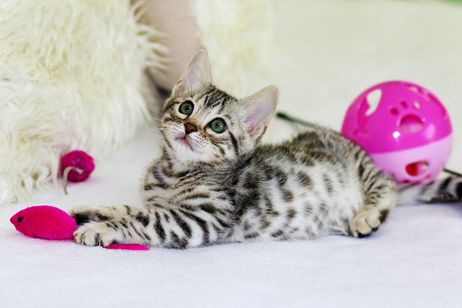 A cat playing with toys