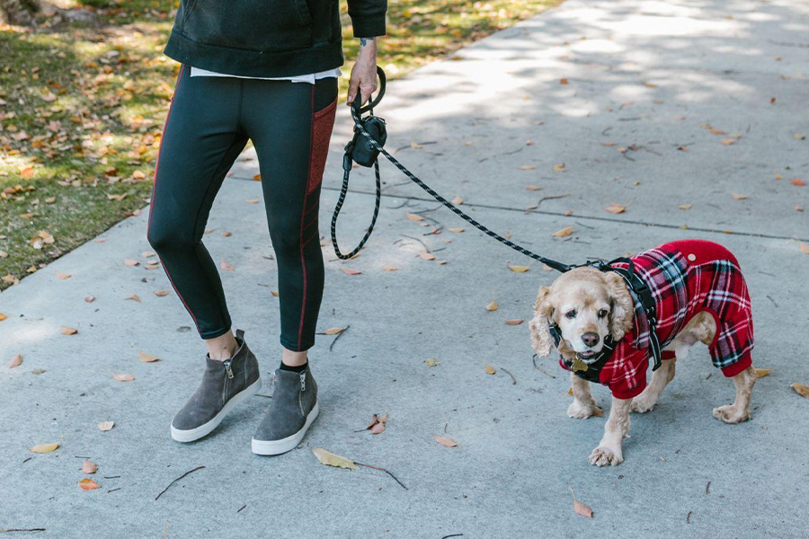 A dog tied to a leash