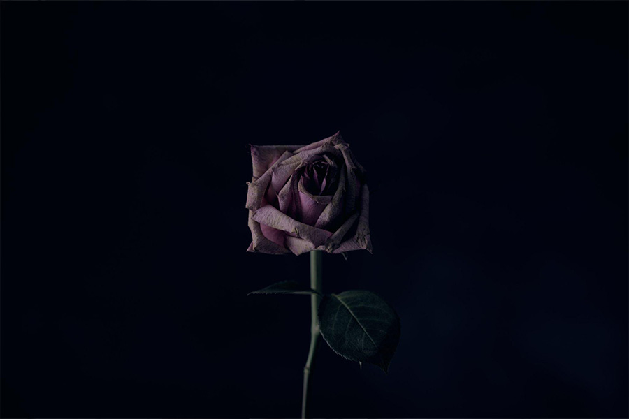 a rose