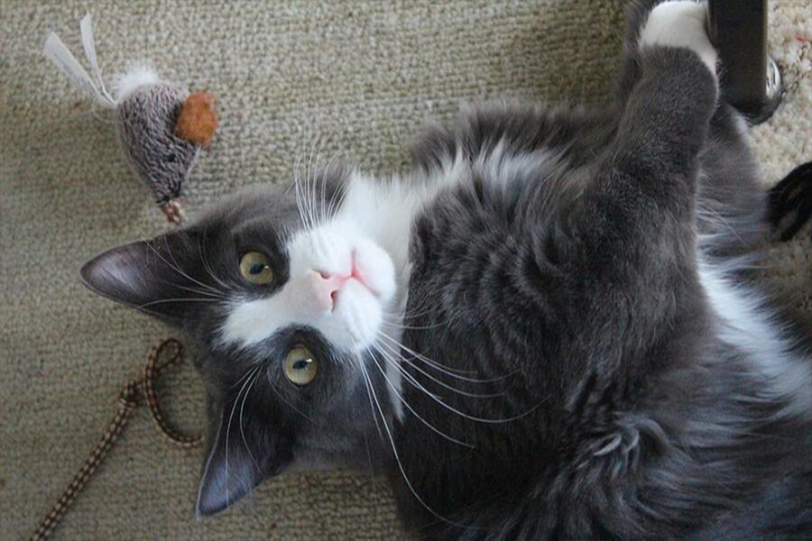 A cute cat playing indoors