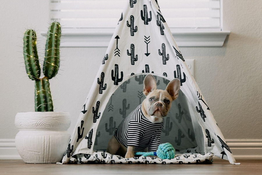 Dog beds do not have to be boring