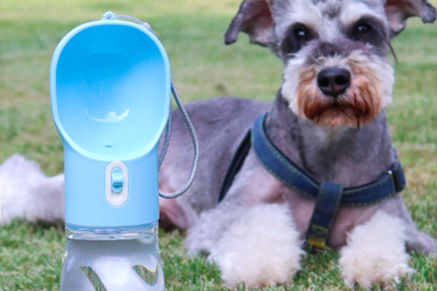 Dog water bottles are a must this summer