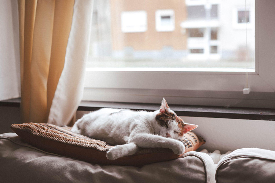 Window hammocks and perches great additions to a cat’s life