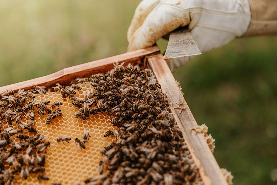 A collection of bees