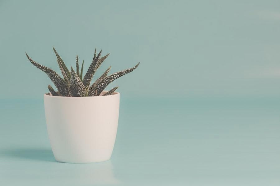 White ceramic pot on a blue background