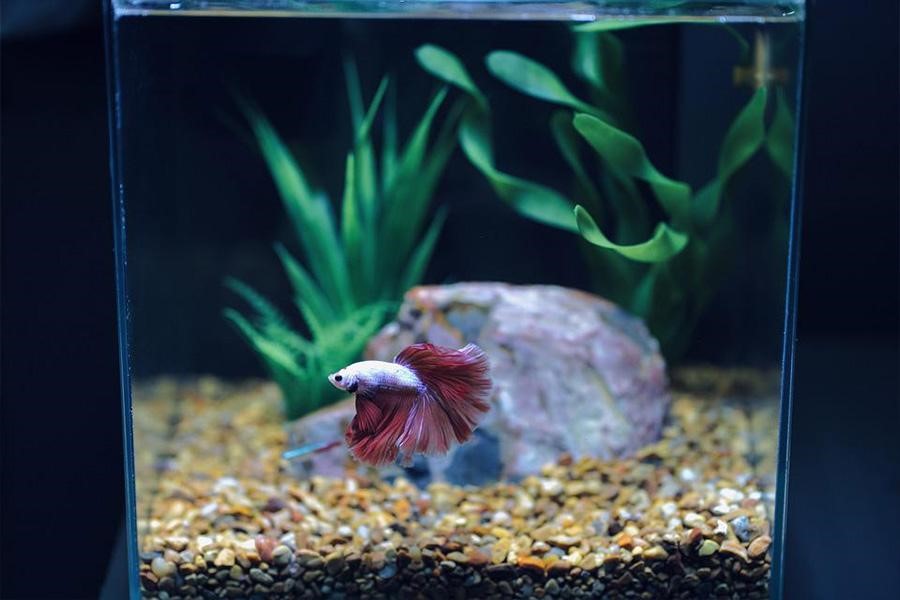 Beautiful betta fish in a tank