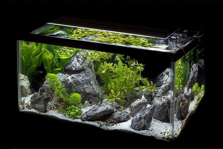 Brackish aquarium in black background