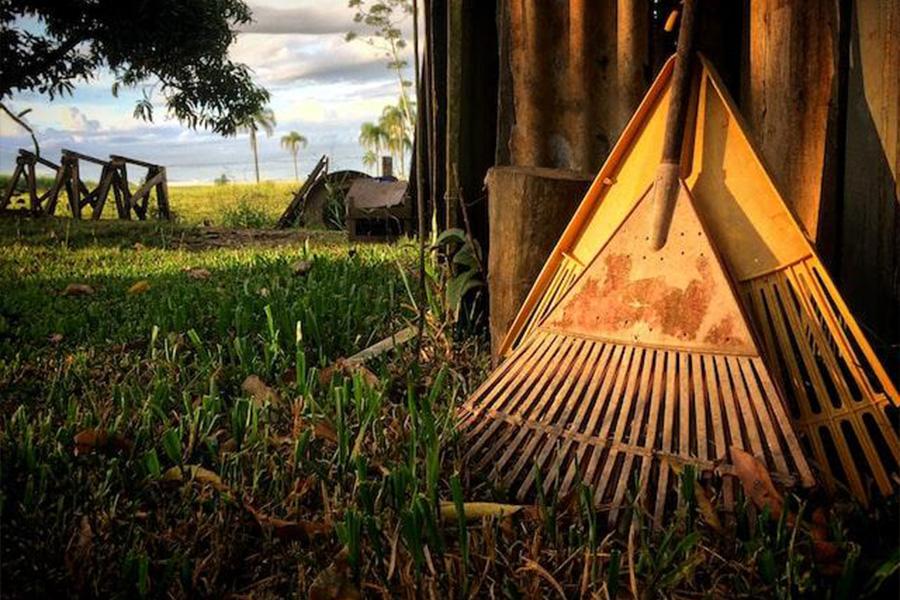 Two rakes places beside a tree