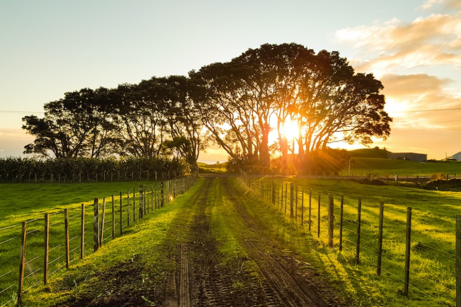 farm road leading into the distant sunset