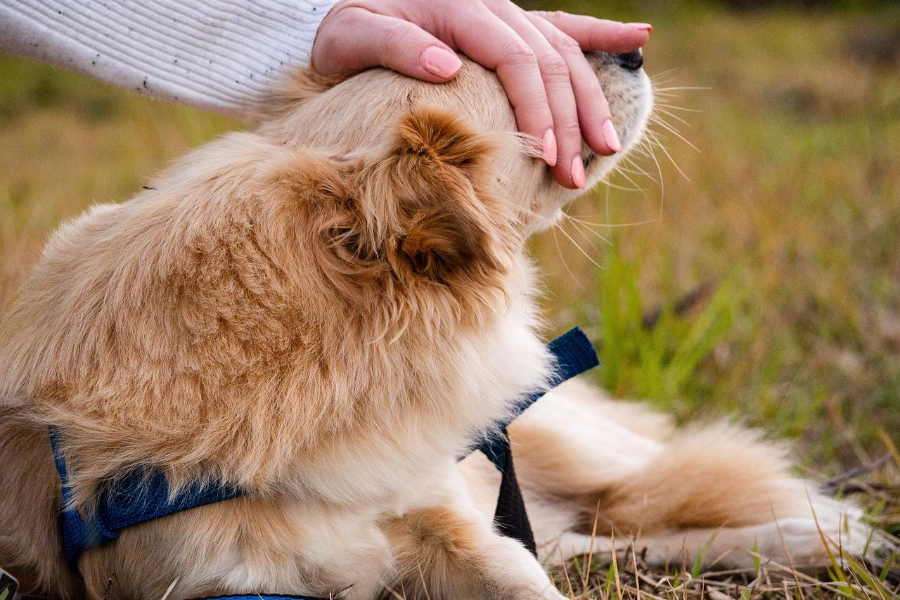 Woman with neutral-colored nail polish petting a golden retriever